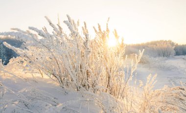 Kış manzarası. Güneşin doğuşuyla aydınlanan çimenlerle kaplı karlı bir tarla. Kış dondurucu bir sabah. Yumuşak odak.