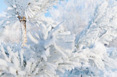 Çam dalı, mavi gökyüzüne yağan bir kar yağışı sonrasında kırağı kaplar. Kış buzlu orman geçmişi. Ağaçlarda saf kar..