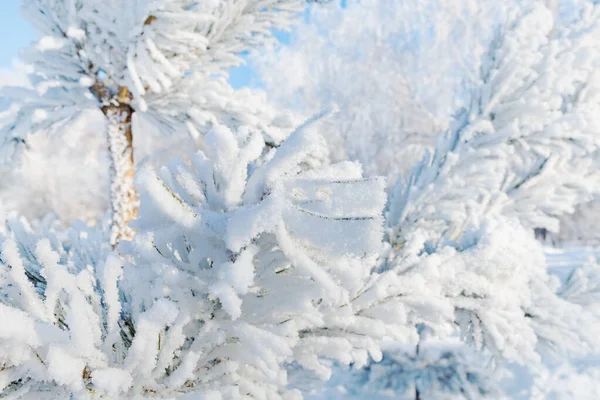 Çam dalı, mavi gökyüzüne yağan bir kar yağışı sonrasında kırağı kaplar. Kış buzlu orman geçmişi. Ağaçlarda saf kar..