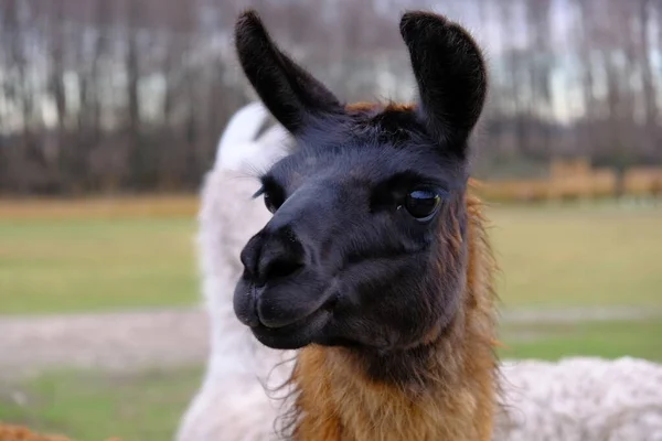 A lama with a black muzzle and brown fur looks into the camera. Concept: zoo, keeping llamas on a farm, raising animals, horizontal frame (petting zoo)