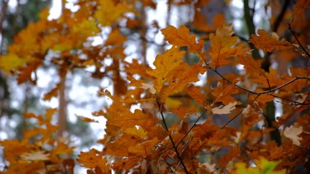 森林特写 五颜六色的橡木叶 在风中摇曳 金黄的橡木 秋天的风景与模糊的色彩背景 自然的概念 季节性 — 图库视频影像