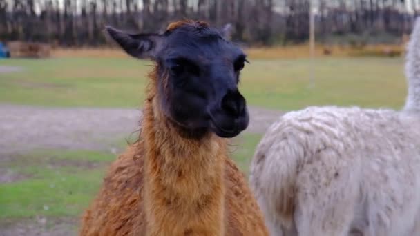Black Llama Alpaca Looks Camera Petting Zoo Video Portrait Concept — Stock Video