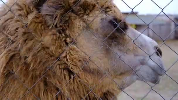 Velbloud Zoo Kleci Škrábání Síti Video Držení Zvířete Rekreační Středisko — Stock video