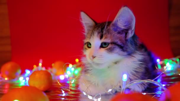 Gato Navidad Una Pequeña Mascota Sienta Sobre Fondo Rojo Rodeado — Vídeos de Stock