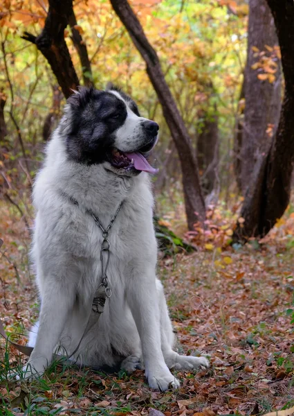 Cão Grande Macho Central Asian Shepherd Dog Alabai Branco Senta — Fotografia de Stock