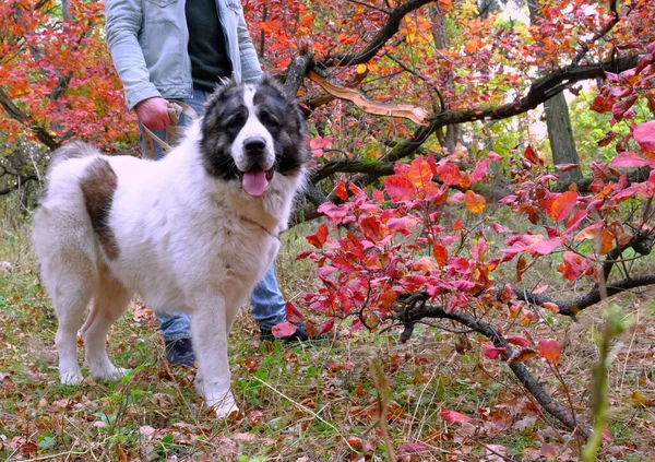 Jovem Com Cão Grande Sem Focinho Para Passeio Floresta Outono — Fotografia de Stock