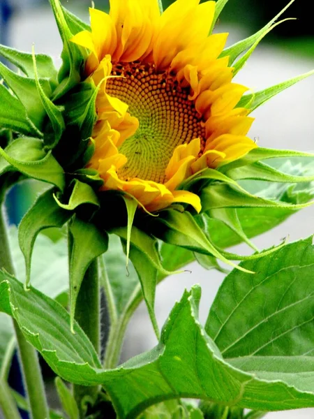 Beautiful Yellow Sunflower Sunny Day Natural Background Field Selective Focus — Stock Photo, Image