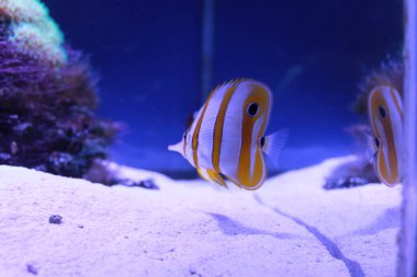 Mavi akvaryumdaki tropikal suda güzel bakır mercan kelebeği balığı