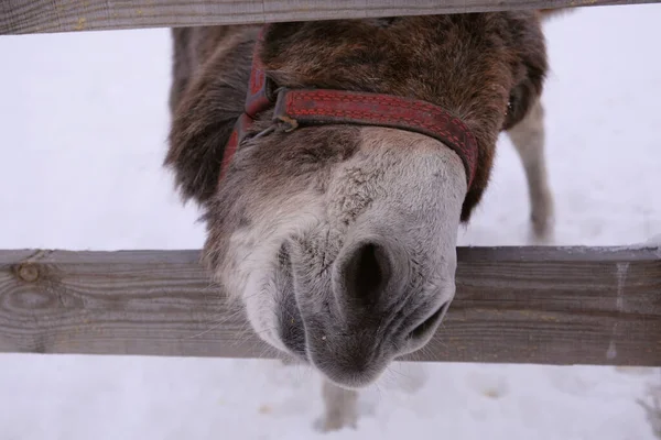 Donkey Wooden Fence Pulls Winter Head Neddy Farming Corral Animal — Stock Photo, Image