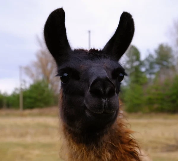 Black Llama Looks Camera While Walking Park Livestock Farming Herbivore — Stock Photo, Image