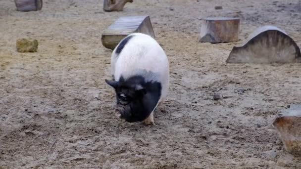 Lop Nosed Pig Vietnamese Crotch Pig Large Boar Pen Goes — ストック動画