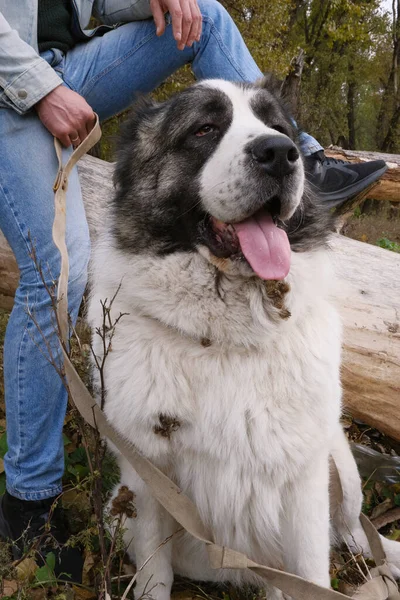 白色中亚牧羊犬 在秋天的森林里散步 带着无嘴的大狗散步 和一个玩世不恭的人一起工作 自然色彩 卡加尔 饲养优秀品种的动物 — 图库照片