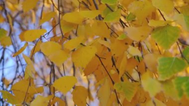 Güneşli bir günde, sarı ya da kırmızı yapraklarla parktaki güzel sonbahar yaprakları. Parkta renkli yapraklar var. Yaprakları doğal bir arkaplanda taşımak