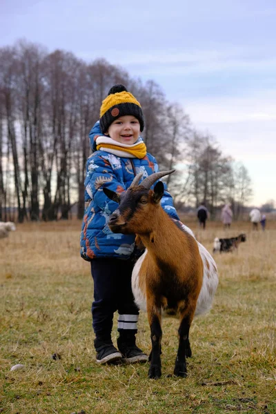 Niño Una Cabra Una Granja Niño Ganado Sombrero Bufanda Amarilla Imágenes De Stock Sin Royalties Gratis