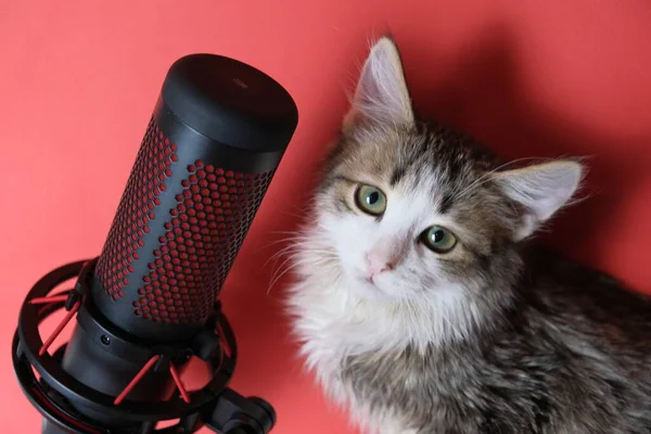 Mikrofon Pro Podcasty Nahrávání Zvuku Vedle Malého Koťátka Červeném Pozadí — Stock fotografie