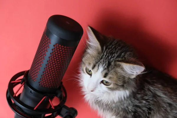 Ein Mikrofon Für Podcasts Und Tonaufnahmen Neben Einem Kleinen Kätzchen — Stockfoto