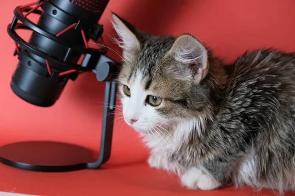 Ein Mikrofon Für Podcasts Und Tonaufnahmen Neben Einem Kleinen Kätzchen — Stockfoto