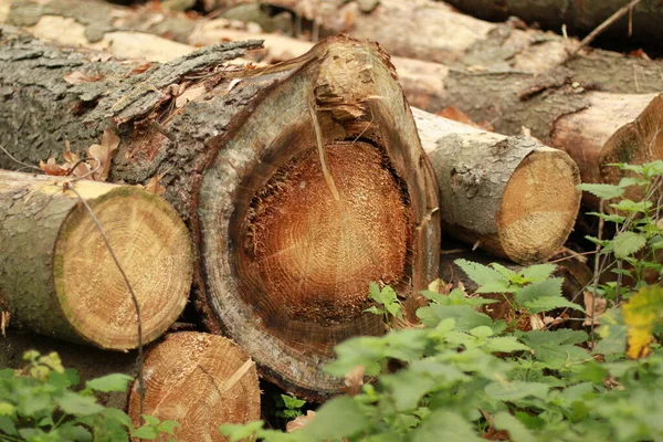 背景木质部灰色的树皮各种各样的木料 伐木工 锯木厂 — 图库照片