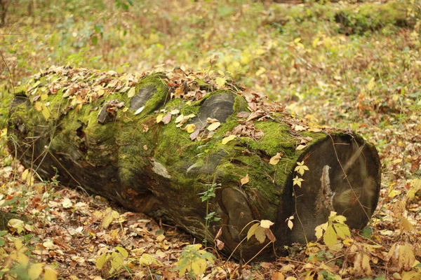 Een Omgevallen Boom Het Herfstbos Bedekt Met Groen Mos Oriënterende — Stockfoto