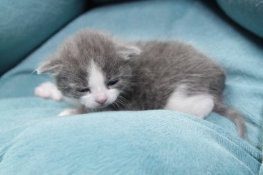 İzole bir arka planda beyaz alnı olan yeni doğmuş gri bir kedi yavrusu. Yavrular gözlerini yeni açtı, evcil hayvanlar. Hayvan bakımı.