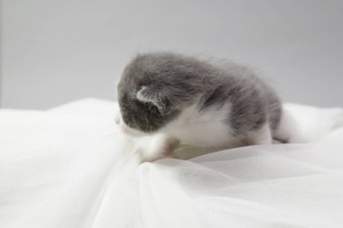 İzole bir arka planda beyaz alnı olan yeni doğmuş gri bir kedi yavrusu. Yavrular gözlerini yeni açtı, evcil hayvanlar. Hayvan bakımı.