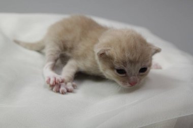 İzole bir arka planda beyaz alnı olan bej renkli yeni doğmuş bir kedi yavrusu. Yavrular gözlerini yeni açtı, evcil hayvanlar. Hayvan bakımı.