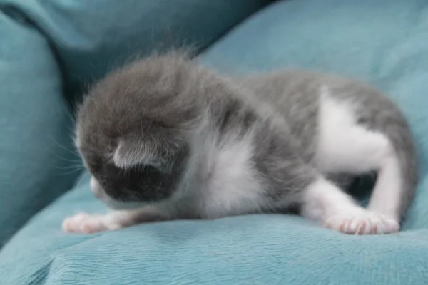 Ein Neugeborenes Graues Kätzchen Mit Einer Weißen Stirn Auf Einem — Stockfoto