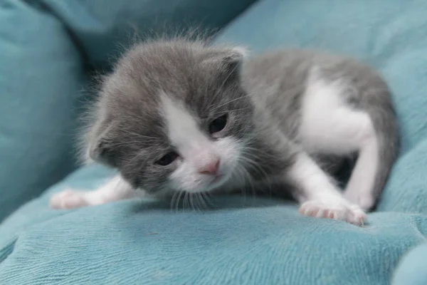 Newborn Gray Kitten White Forehead Isolated Background Kittens Have Just — Stock Photo, Image