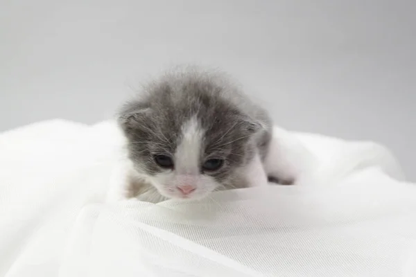 一只刚出生的灰色小猫 有着白色的前额 背景孤立 小猫刚刚睁开眼睛 动物护理 — 图库照片