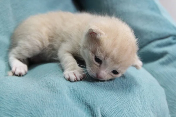 这只刚出生的小猫是米色的 它的前额是白色的 背景孤立 小猫刚刚睁开眼睛 动物护理 — 图库照片