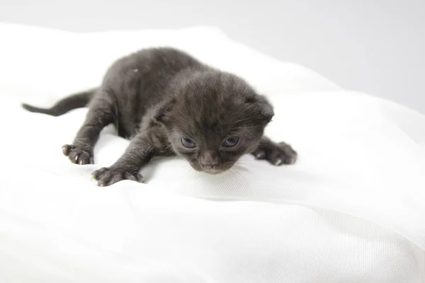 一只新生的小猫是黑色的在一个孤立的背景下 小猫刚刚睁开他们的眼睛 动物护理 — 图库照片