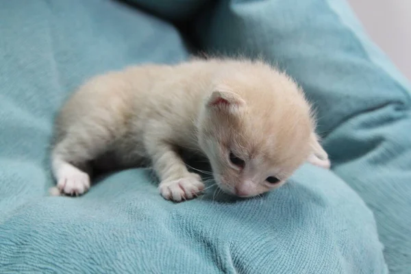 孤立した背景に白い額を持つベージュ色の新生児子猫 子猫はちょうど彼らの目 ペットを開いています 動物愛護 — ストック写真
