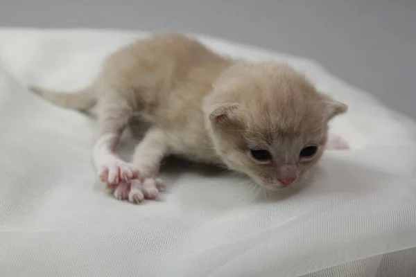 Chaton Nouveau Couleur Beige Avec Front Blanc Sur Fond Isolé — Photo