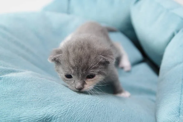 Gatito Gris Recién Nacido Con Una Frente Blanca Sobre Fondo — Foto de Stock