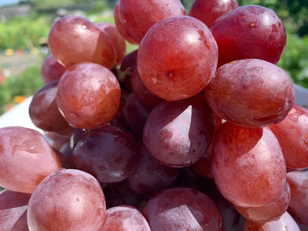 Burgundy Üzümleri Yakın Plan Kırmızı Küre Sağlıklı Atıştırmalıklar Yaz Meyveleri — Stok fotoğraf