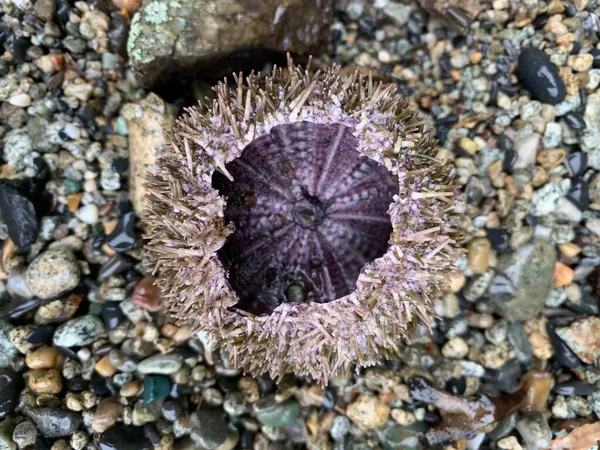 Sea urchin. Open shell without food of a purple hue.Sea delicacy, expensive food against the background of gray beach shell rock.