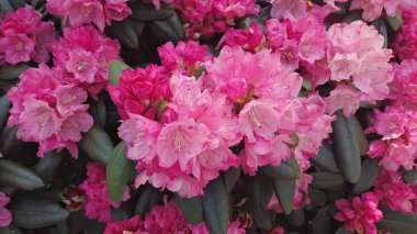 Alışılmadık taç yaprakları olan çiçekler. Fuchsia rengi. Bahçede çiçek yetiştirmek ve onunla ilgilenmek. Güzelce hazırlanmış güzel yapraklar. Bahçıvanlık. popüler çeşitlilik