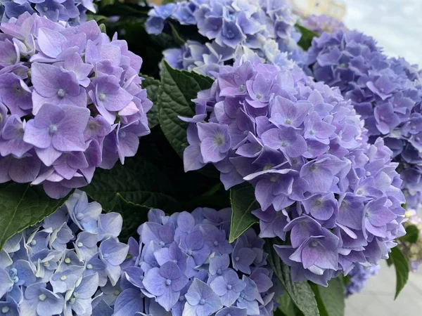 Hydrangea Nagyon Peri Gyönyörű Lila Szerű Hortenzia Virág Egy Nagy — Stock Fotó