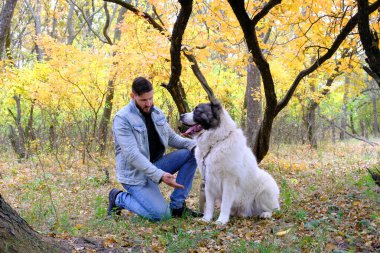 Bir adam çoban köpeğini gezdirir. Büyük bir köpek alabai ya da kagal yetiştirir. Ormanda suyun yakınında bir yürüyüş. Kürkün rengi siyah ve beyazdır. Bahar yürüyüşü ve köpek eğitimi. Orta Asya çoban köpeği. 