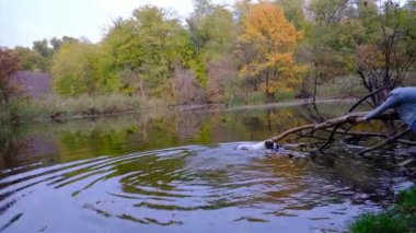 Bir adam çoban köpeğini gezdirir. Büyük bir köpek alabai ya da kagal yetiştirir. Ormanda suyun yakınında bir yürüyüş. Kürkün rengi siyah ve beyazdır. Bahar yürüyüşü ve köpek eğitimi. Orta Asya çoban köpeği. 