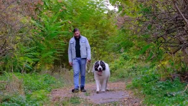 Een Man Laat Een Herdershond Uit Een Grote Hond Ras — Stockvideo