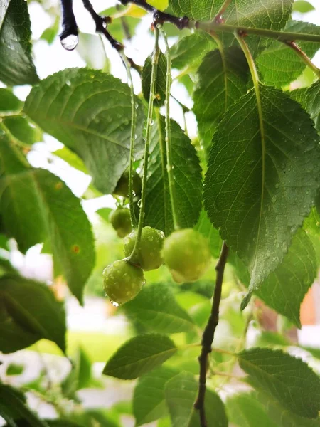 Cereja Verde Árvore Gotas Chuva Bagas Fundo Mola Brilhante Foto — Fotografia de Stock