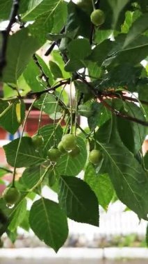 Ağaçta yeşil kiraz. Böğürtlen üstüne yağmur. Parlak bahar arkaplanı, dikey video. Yiyecek yetiştirmek, parazitler için böğürtlen tedavi etmek. Bereketli ağaç