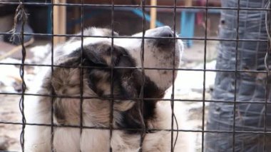 Üzgün köpek. Orta Asya çoban köpeği beyazı. Alabai ya da Kagal cinsinden. Büyük bir köpek demir parmaklıkların arkasındaki bir evde oturur. Gücenmiş köpek, cezalandırılmış hayvan.