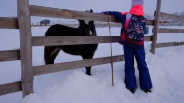 Çiftlikteki Eşekle birlikte otlağın yanındaki kız. Çocuk hayvanı okşar. Çiftçilik. Gri bir katır dışarıdaki bir otlakta otluyor. Evcil hayvanlar, taşınacak eşyalar. Veterinerlik.