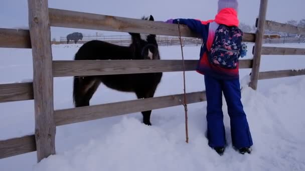 农场里和驴子在一起的那个女孩在围场附近 那孩子在抚摸动物 一头灰色的骡子在户外的围场上吃草 搬运货物的动物 — 图库视频影像