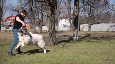 Atletik bir adam büyük bir köpeği ağızlık takmadan gezdirir. Beyaz Orta Asya çoban köpeği. Bir cynoloji uzmanıyla çalışmak, doğal renkler. Alabay, Kagal. Kavram: köpek gezdirme, çoban köpeği, cynoloji, hayvan besleme.