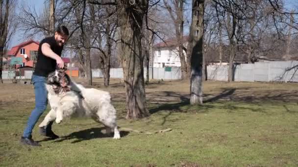 Спортивний Чоловік Вигулює Великого Собаку Намордника Білий Центральноазіатський Вівчар Працюю — стокове відео