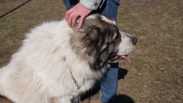 Homme Athlétique Promène Grand Chien Sans Museau Berger Blanc Asie — Video