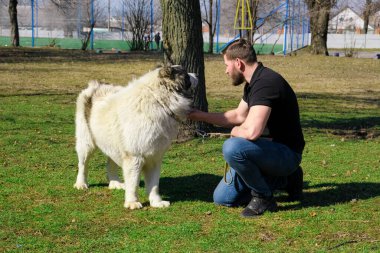 Atletik bir adam büyük bir köpeği ağızlık takmadan gezdirir. Beyaz Orta Asya çoban köpeği. Bir cynoloji uzmanıyla çalışmak, doğal renkler. Alabay, Kagal. Futbol sahası. Köpek gezdirme, çoban köpeği, cynology, hayvan eğitimi, cynoloji